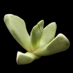 Lapidaria margarethae<br><i>Price on request