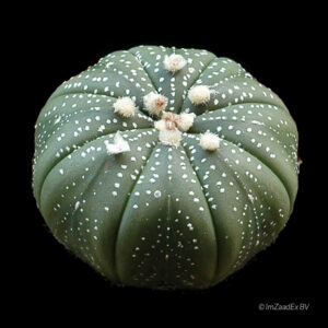 astrophytum asterias hybrid