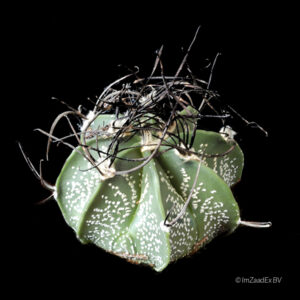 Astrophytum capricorne