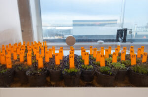 Best way to grow cacti from seeds?