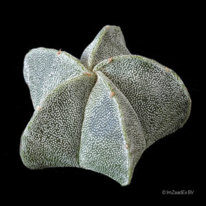 Astrophytum myriostigma