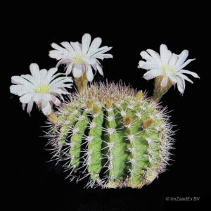 Acanthocalycium knippelianum