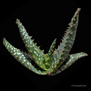 Aloe microstigma
