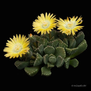 Aloinopsis setifera