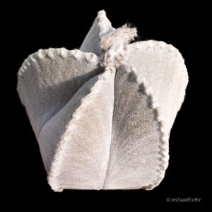 Astrophytum-coahuilense