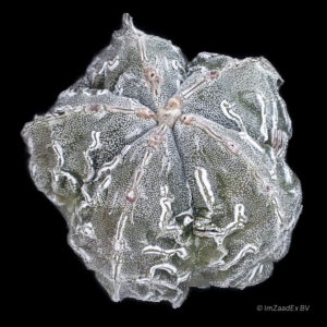 Astrophytum myriostigma fukuryu