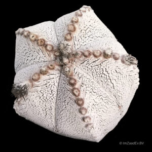 Astrophytum myriostigma onzuka