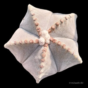 Astrophytum myriostigma var strongilogonum