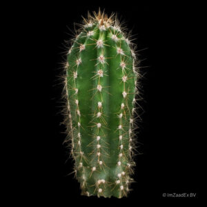 Cereus peruvianus