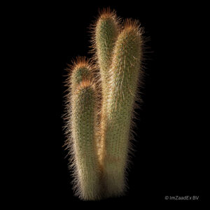 Cleistocactus bruneispinus