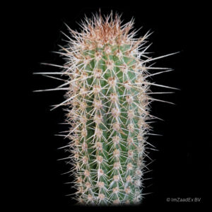 Cleistocactus tominensis rubra