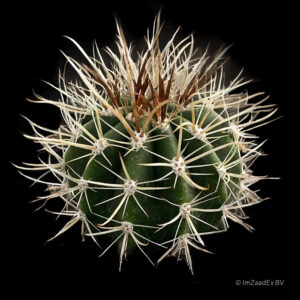 Coleocephalocereus goebelianus