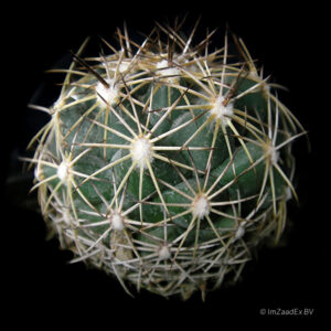 Coryphanta cornifera