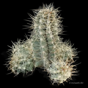 Echinocereus mapimiensis