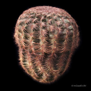 Echinocereus pectinatus p484