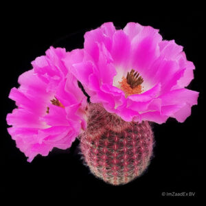Echinocereus pectinatus rigidissimus