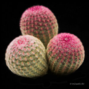 Echinocereus pectinatus rubispinus