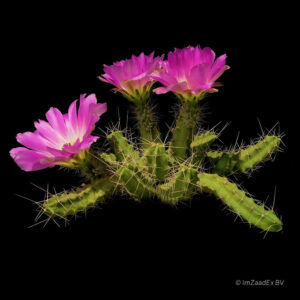 Echinocereus penthalophus