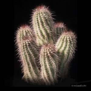 Echinocereus polyacanthus v matthesianus