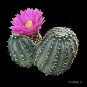 Echinocereus pulchellus