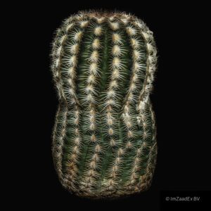 Echinocereus reichenbachii