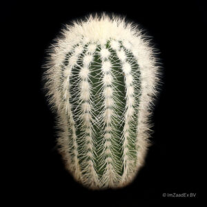 Echinocereus reichenbachii albispinus