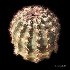 Echinocereus scheerii