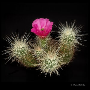 Echinocereus stramineus
