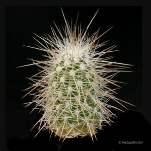 Echinocereus stramineus