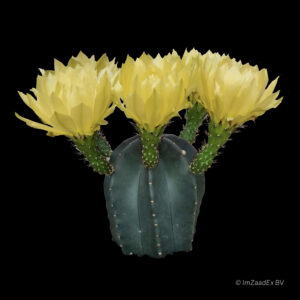 Echinocereus subinermis