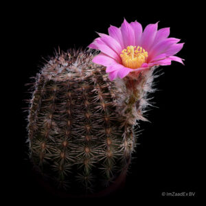 Echinocereus adustus