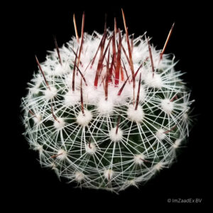 Echinofossulocactus lloydii