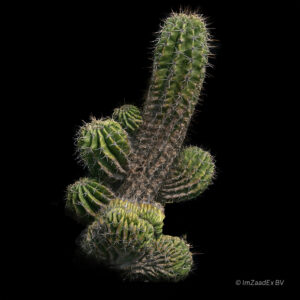 Echinopsis rodatricha