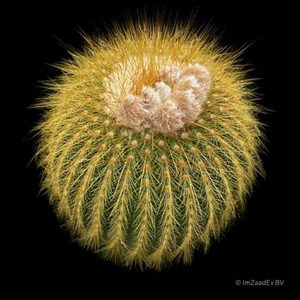 Eriocactus leninghausii longispina