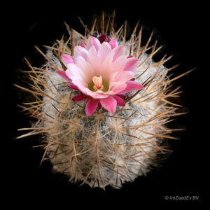 Eriosyce taltalensis var floccosa