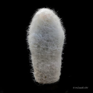 Espostoa lanata subsp. huanucoensis