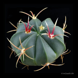 Ferocactus macrodiscus