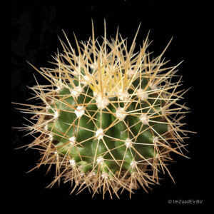 Ferocactus schwarzii