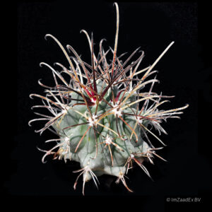 Glandulicactus uncinatus