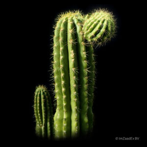 Gymnanthocereus chlorocarpa