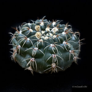 Gymnocalycium amerhauseri