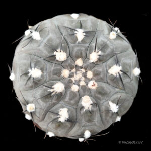 Gymnocalycium bertchii