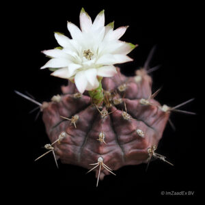 Gymnocalycium mihanovichii friedrichii v filadelfinensis