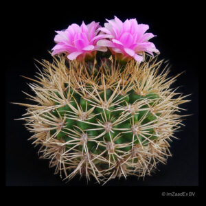 Gymnocalycium neuhuberi