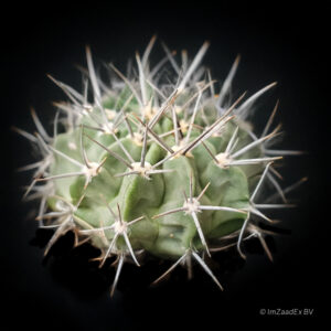 Gymnocalcyium valnicekianum