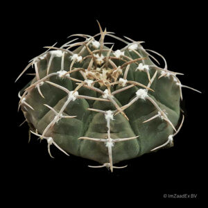 Gymnocalycium vatterii