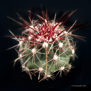 Hamatocactus hamatacanthus var dawisii