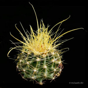 Hamatocactus sinuatus flavispina