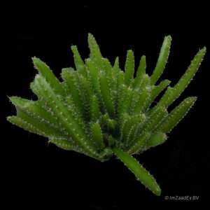 Hylocereus magalanthus