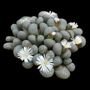 SUCCULENTS
